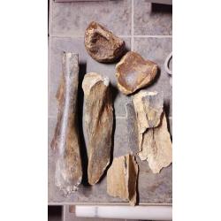 Fossielen set (+ korting): fragmenten mammoet
