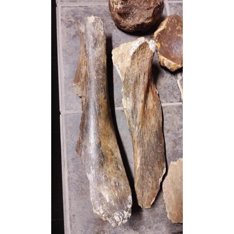 Fossielen set (+ korting): fragmenten mammoet